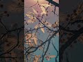 “Sach Bolne Walo Ko Allah Pasand Karta Hai ❤️ | Beautiful Hadees | Islamic Short”