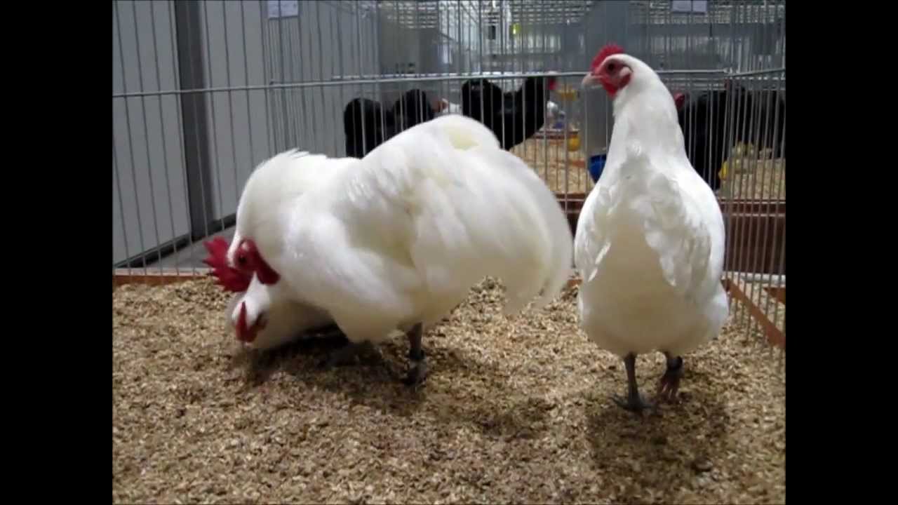 ZwergAustralorps weiß, Europaschau Leipzig 2012 YouTube