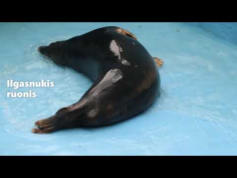 Video: Įspėjamasis Laukinės Gamtos Skambutis: JAV Zoologijos Sodo Gyvūnai Pajuto Drebėjimą