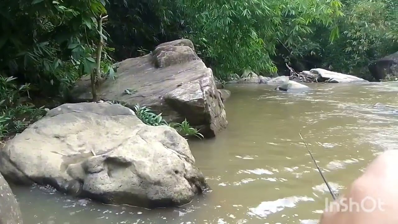 Ka jing leit khwai dohkha