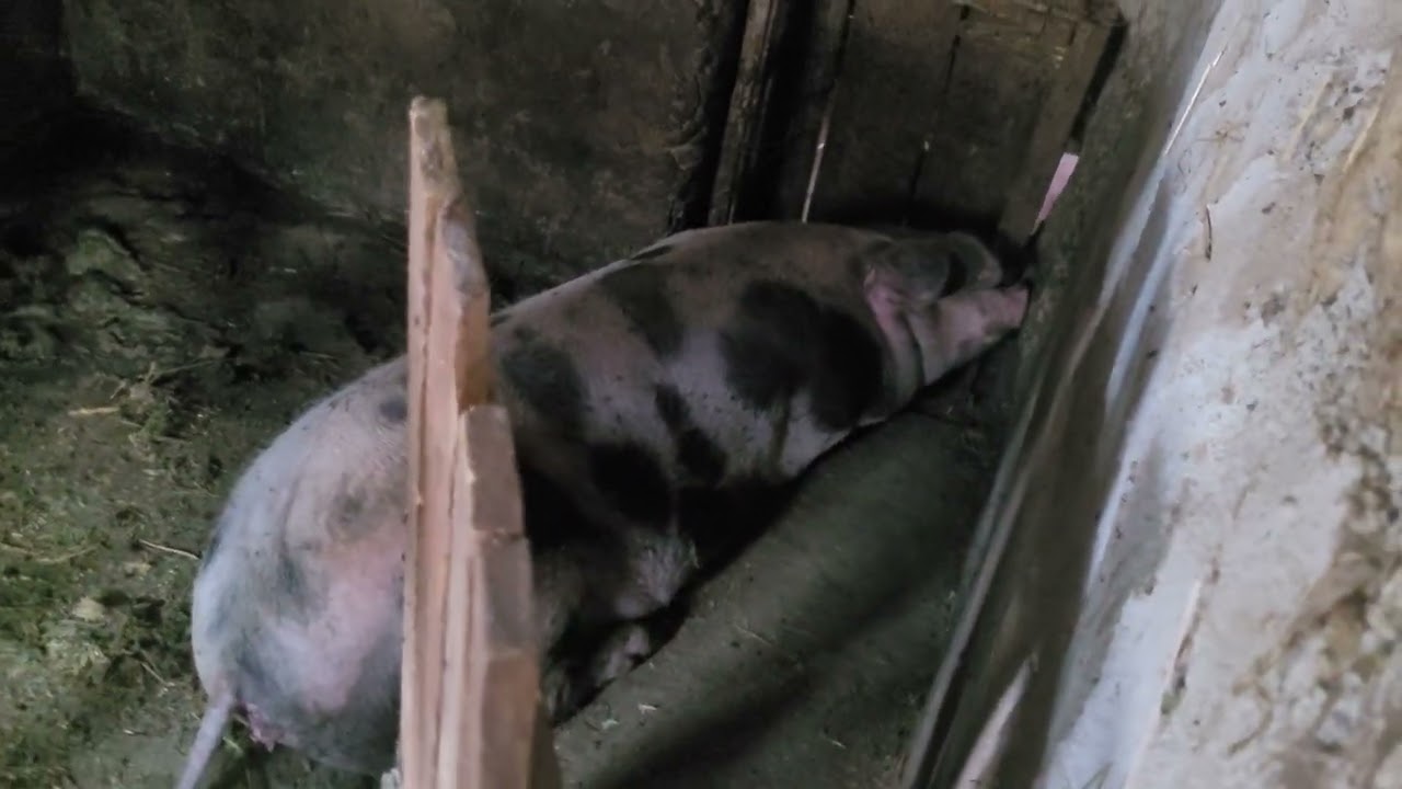 duroc cu marele alb,10 sapt de viata și petrain la3 sapt