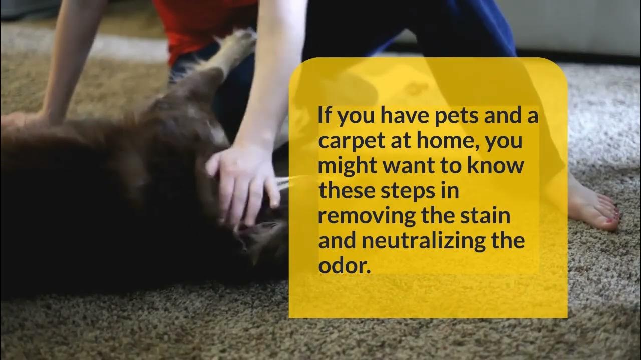 How to Remove Pet Stains and Odors From Your Carpet YouTube