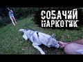 Хаски встречает хозяев. Оставили одну на 4 часа