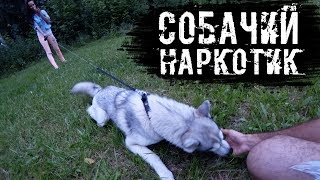 Хаски встречает хозяев. Оставили одну на 4 часа