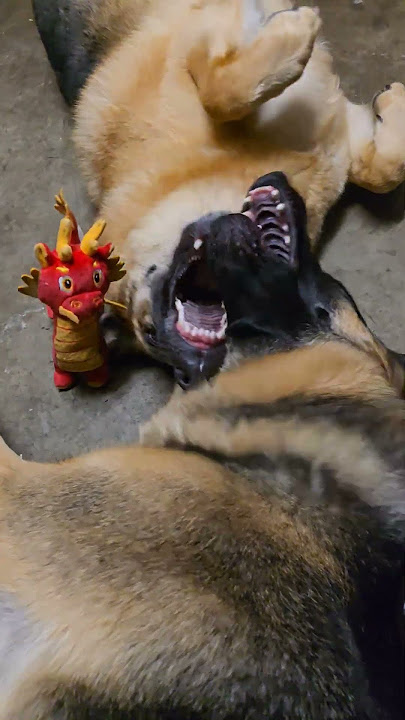 Lhola & Lholo  tug fiercely on their dragon toy #shortsfeed #germanshepherd #viralshort #trending