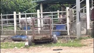 Lembu jantan aidiladha 2022 untuk dijual