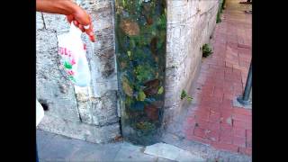 Download istanbulun göbegi.wmv Mp3 and Video istanbulun göbegi.wmv