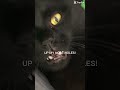Lol #cat #blackcat #funny #shorts
