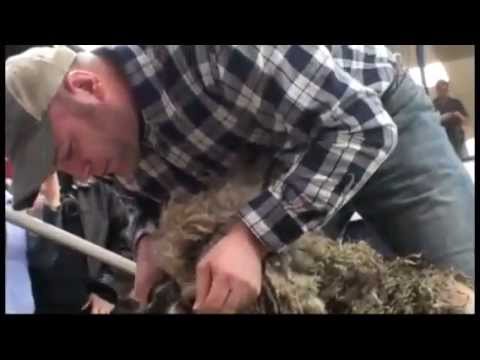 Sheep to Shawl contest [2013 PA Farm Show]