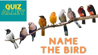 Quiz Alley - Name the Bird screenshot 5