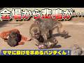番外編 引きずり回されるパンチくん…【番外編】【市川市動植物園】