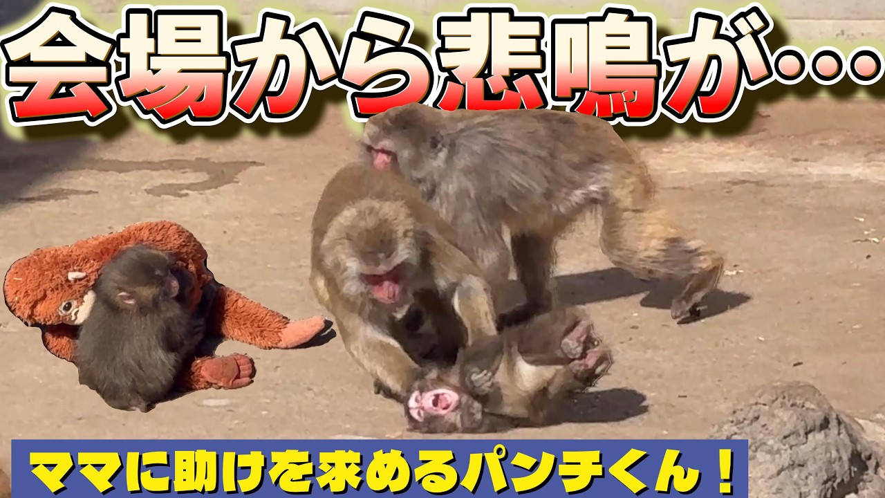 番外編 引きずり回されるパンチくん…【番外編】【市川市動植物園】