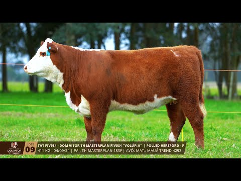 Lote 09 TAT FIV 584  Leilão Virtual Hereford na Essência 04/09/25 TV EL Campo