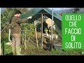 GALLINE in giardino: quanto tempo devi dedicarci?