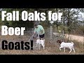 Rotating Boer Goats on Pasture in Tree Lines & more! Ep. 31