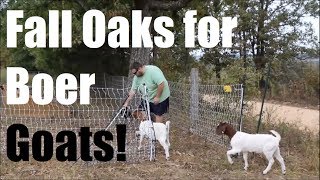 Rotating Boer Goats on Pasture in Tree Lines & more! Ep. 31