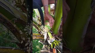 Coconut flower cutting to maintain Coconut wine dripping 🍷🌴 #coconut #winemaking #organicwine #wine