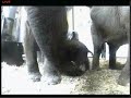 Baby elephant drinks with mum