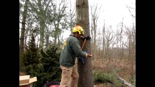 Celebrity INTRO X-RIGGING RINGS video part ONE Net Worth