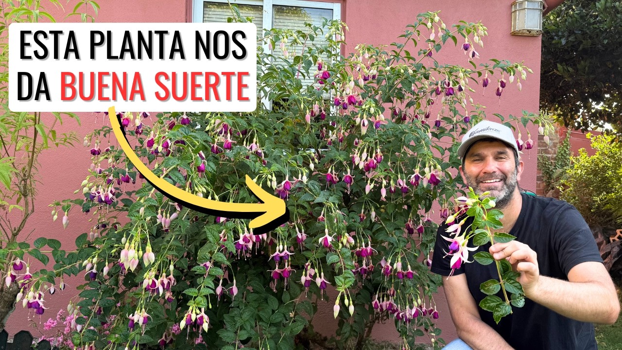 ESTA FUCHSIA NOS TRAJO LA BUENA SUERTE: cuidados planta de Pendientes de Reina o Tilco || en20metros