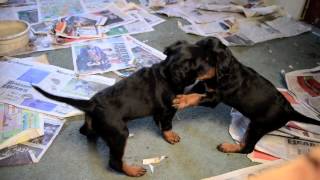 Gordon Setter Puppies 6 weeks old