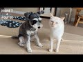 世話が焼ける弟猫に、今日もため息をつく姉犬。