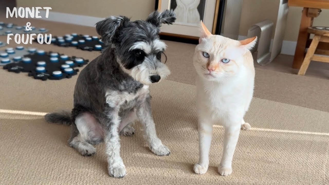 世話が焼ける弟猫に、今日もため息をつく姉犬。