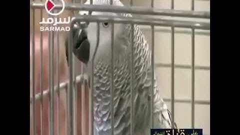 سبحان الله. ببغاء تقرا سوره الاخلاص