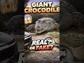 “Monster Crocodile Caught on Camera 😳”#shorts #crocodile #viral