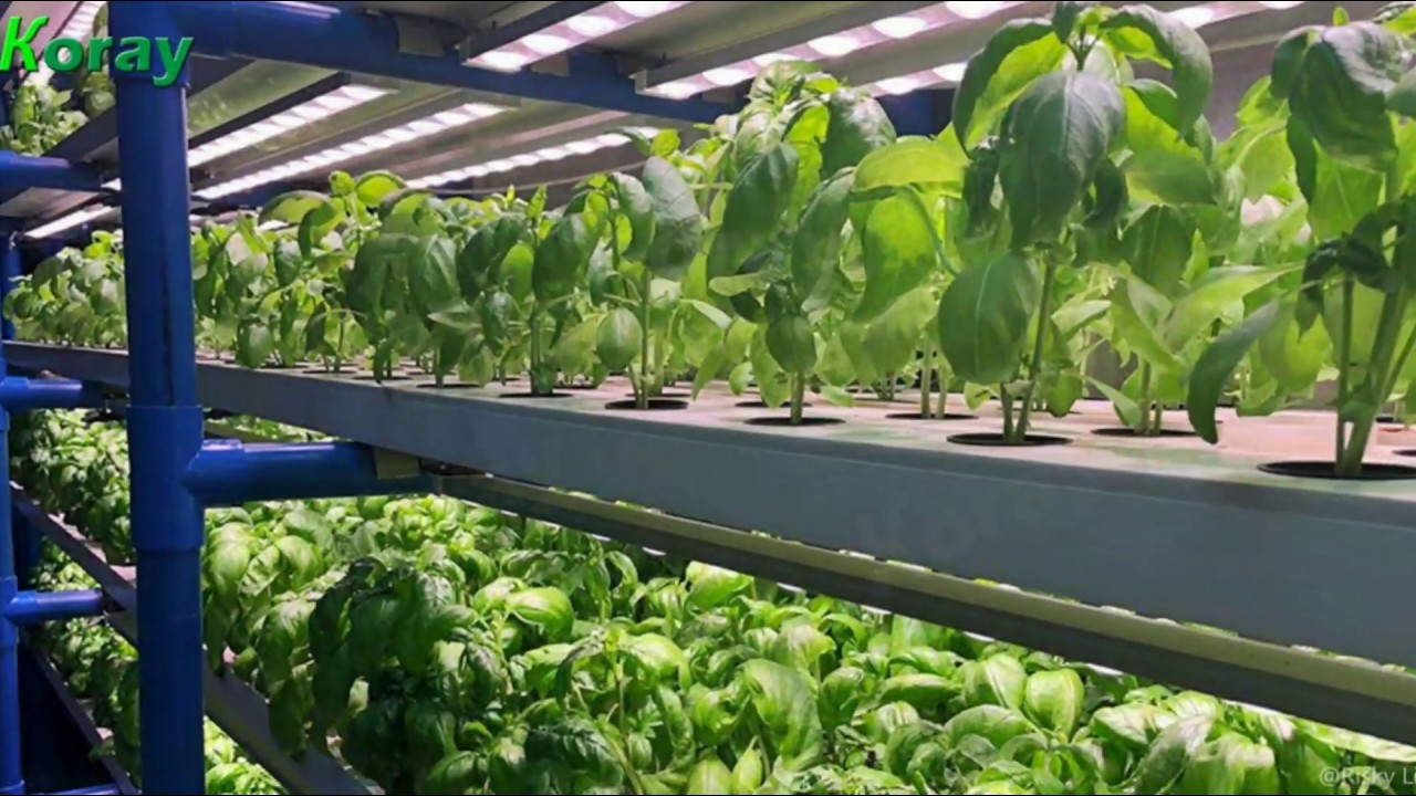 Koray Vertical Farming Solution