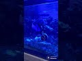 Fish Breakfast! #saltwater Naso &amp; Blue Hippo Tang😃