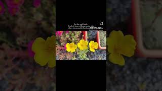 🌼🌼 #flowers #flowergarden #beautifulflowers #ig #igflowers #igaddict #nature #naturelovers #natureza