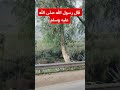 اللهم صل وسلم وبارك على سيدنا محمد Shorts Shortvideo Trending Explore شورت ستوريات احاديث