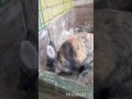 Konijntje Precious 💕🐰