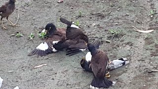 decisive fight of myna couples for area.