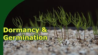 Tree seed germination methods