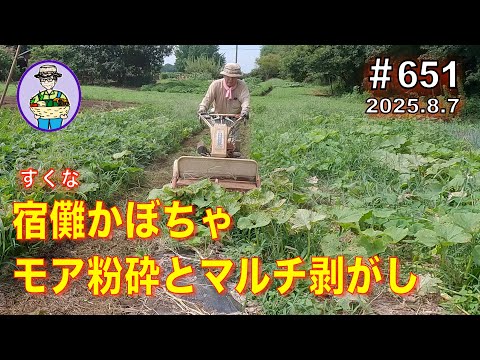 Pumpkin] Episode 651: Sukuna crushes the second pumpkin moa