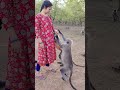 #monkey #cute #funny #comedy