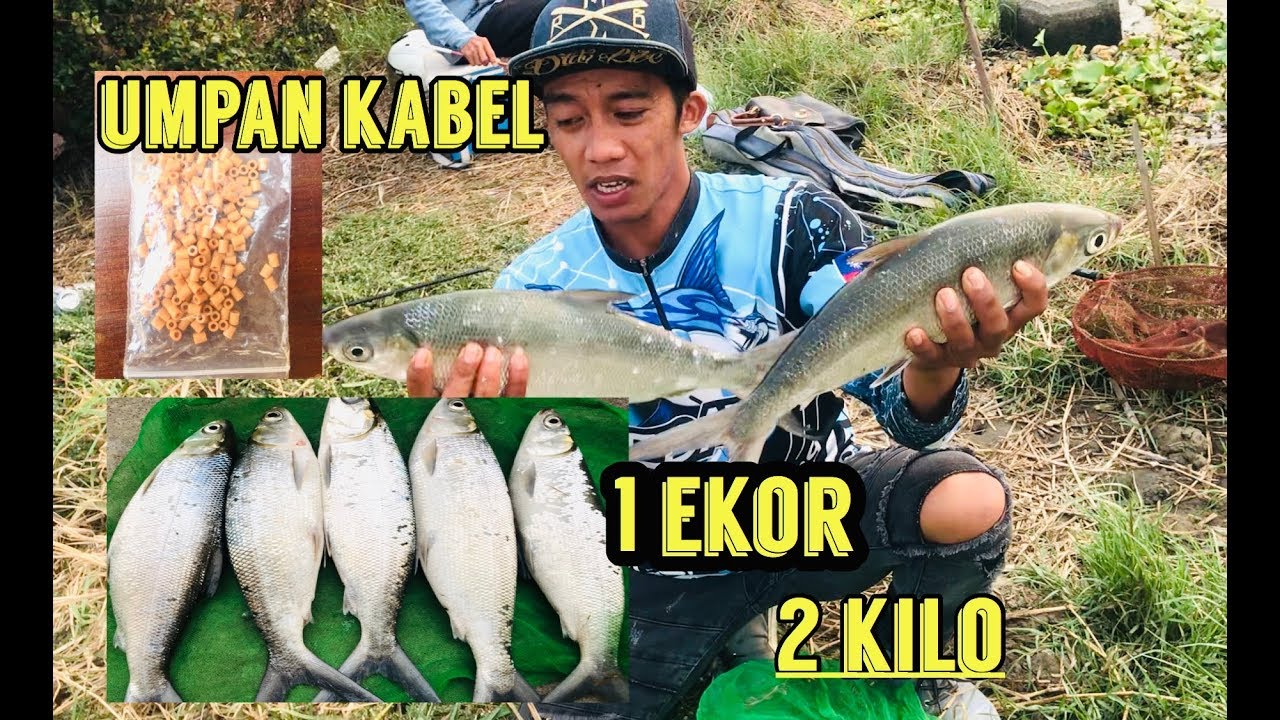 Umpan ikan bandeng liar