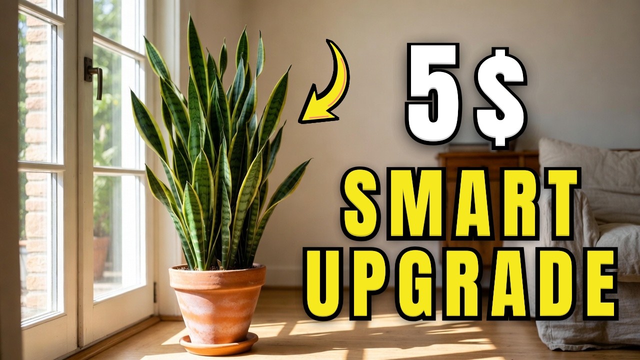 My Grandmother's $5 Bedroom Secret Snake Plant