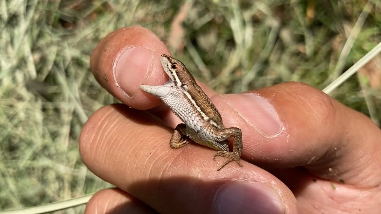 Reptile collection: A nimble lizard. Summer reptiles. The second