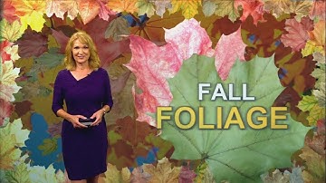 Fall Foliage: Leaves changing colors