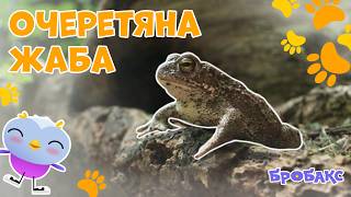 🐸 Жаба Шукає Пару | ЦІКАВІ ФАКТИ ПРО ТВАРИН | Звуки Тварин | ДІТЯМ ПРО ПРИРОДУ
