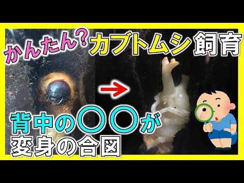 カブトムシの幼虫からサナギになる瞬間を見逃さないポイント【カブトムシ飼育#2】 / Pupation of Japanese Rhino Beetle / Kumbang / Bọ cánh cứng