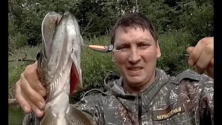Ловля спиннингом хищной рыбы