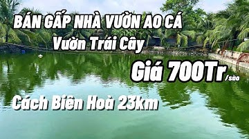 BÁN GẤP NHÀ VƯỜN AO CÁ VƯỜN TRÁI CÂY. GIÁ 700TR/SÀO.