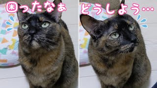 パパとママ、どっちに行こうか悩んで困ってしまうサビ猫