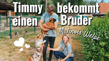 Wie viel kostet ein Malinois Welpe?