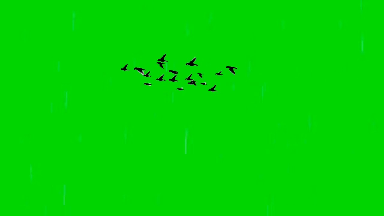 Birds flying green screen template ( Right to left) YouTube