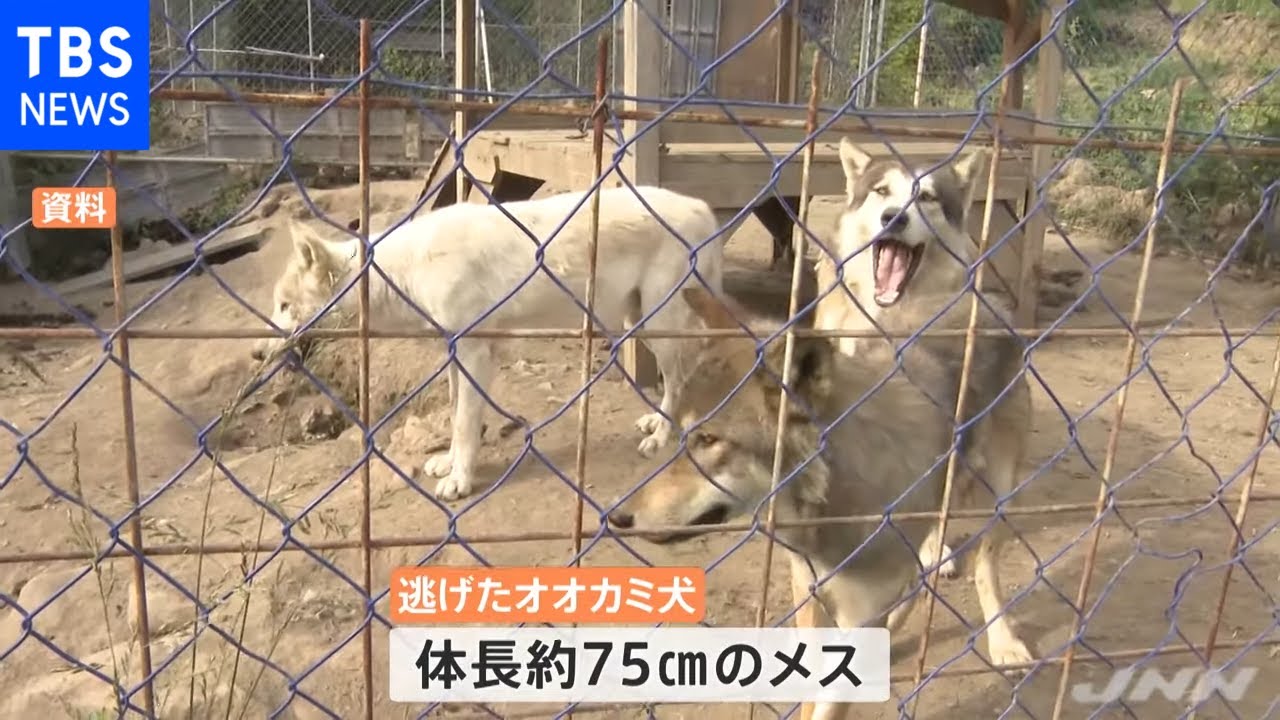 民家から オオカミ犬 逃走中 駅前で発見も竹藪に Youtube